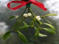 Christmas / Holiday: Mistletoe