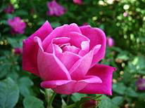 Exotic Collection: China Rose