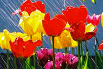 Floral Collection: Spring Garden