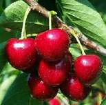 Fruits: Cherry