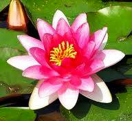 Springtime: Indian Lotus