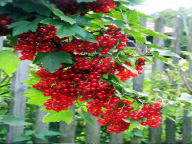 Springtime: Cranberry Currant