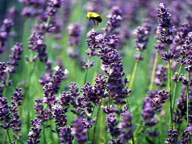 Sweets: Lavender